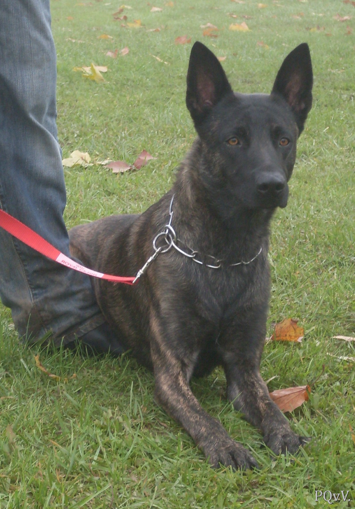  Faunus des Crocs de l’Olympe